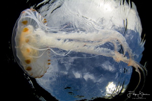 Compass jellyfish (Chrysaora hysoscella), Zeeland, The Ne... by Filip Staes 